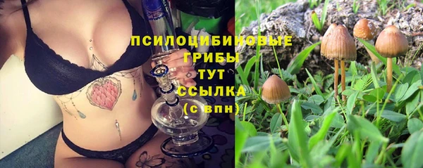 стаф Аркадак