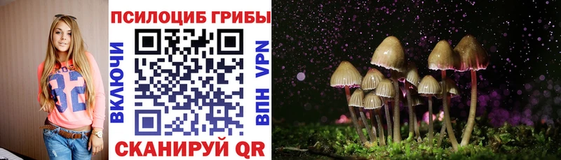 Псилоцибиновые грибы Cubensis  Шлиссельбург 